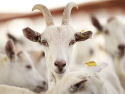 marruecos abre su mercado para las carnes ovinas y caprinas argentinas marruecos abre su mercado para las carnes ovinas y caprinas argentinas