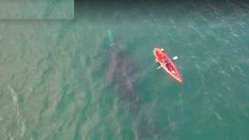 remaban frente a las grutas y los sorprendio una ballena remaban frente a las grutas y los sorprendio una ballena