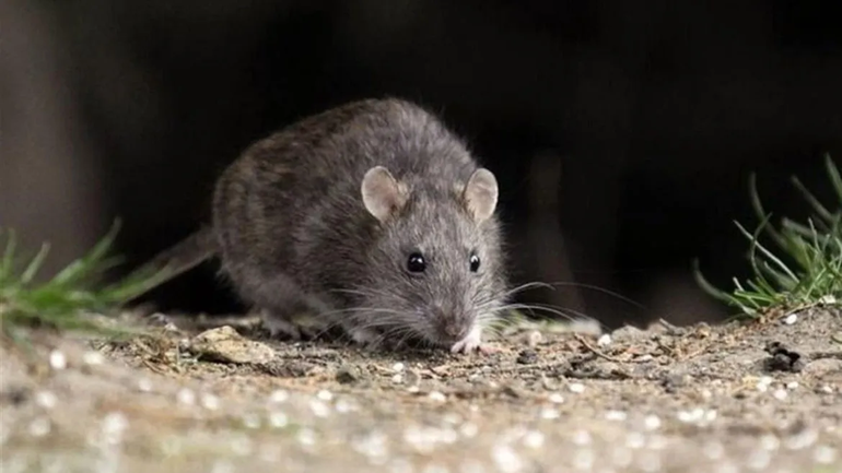 El ratón colilargo patagónico es el transmisor del hantavirus.