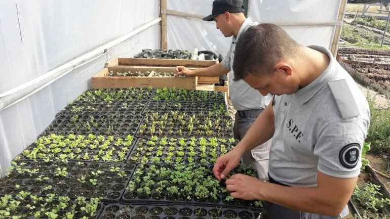 Amplían superficie de huertas en la cárcel de Senillosa