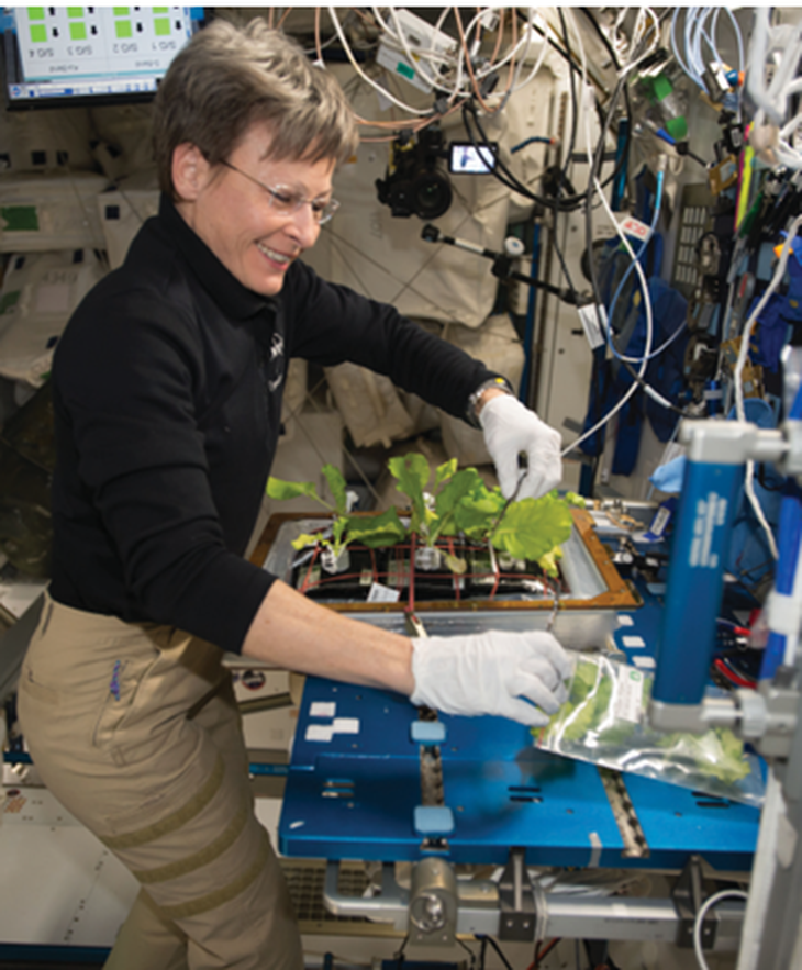 La astronauta Peggy Whitson durante la cosecha. Foto: NASA. La astronauta Peggy Whitson durante la cosecha. Foto: NASA.