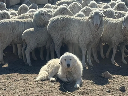 El régimen estará dirigido a personas humanas o jurídicas. Foto: gobierno de Neuquén. El régimen estará dirigido a personas humanas o jurídicas. Foto: gobierno de Neuquén.
