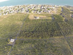El emprendimiento olivícola ubicado en el acceso norte de Las Grutas lleva ocho meses sin agua para riego tras cambios en el sistema cloacal. El emprendimiento olivícola ubicado en el acceso norte de Las Grutas lleva ocho meses sin agua para riego tras cambios en el sistema cloacal.