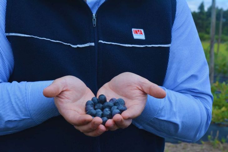 INTA impulsa nuevas variedades de ar&aacute;ndano adaptadas al NEA para mejorar rindes y calidad