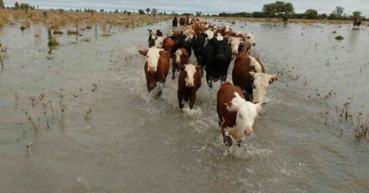 Miles han sido las hectáreas que han quedado bajo el agua en la zona centro del país. Miles han sido las hectáreas que han quedado bajo el agua en la zona centro del país.