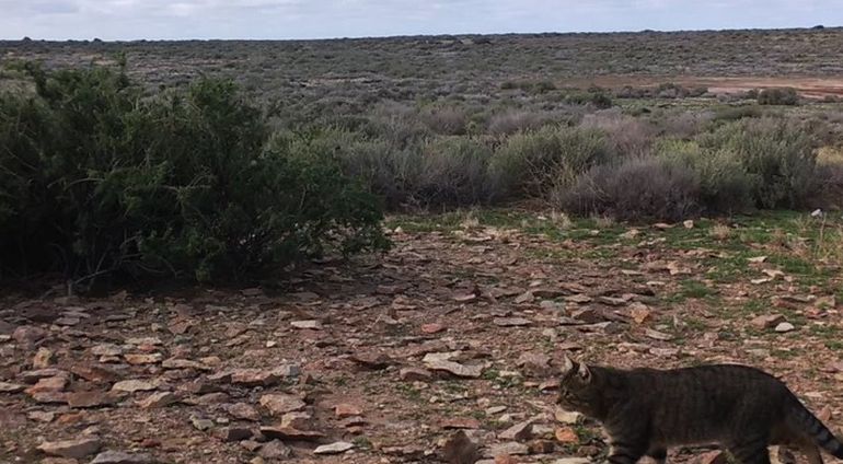 Calculan que en la isla de Chubut viven aproximadamente unos 10 gatos. Calculan que en la isla de Chubut viven aproximadamente unos 10 gatos.
