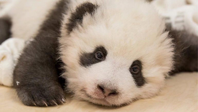 Facebook: pequeño panda se vuelve viral por los dramas que hace