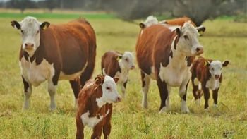 Nuevas tensiones comerciales y cambios regulatorios generan un escenario impredecible para el negocio internacional de la carne vacuna. | LM Neuquen Nuevas tensiones comerciales y cambios regulatorios generan un escenario impredecible para el negocio internacional de la carne vacuna.