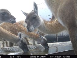 Competencia por el agua. Imagen tomada por cámara trampa, incluida en la investigación del INTA. Competencia por el agua. Imagen tomada por cámara trampa, incluida en la investigación del INTA.