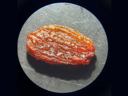 Pasas de uva de San Juan. Foto: gentileza Conicet. Pasas de uva de San Juan. Foto: gentileza Conicet.