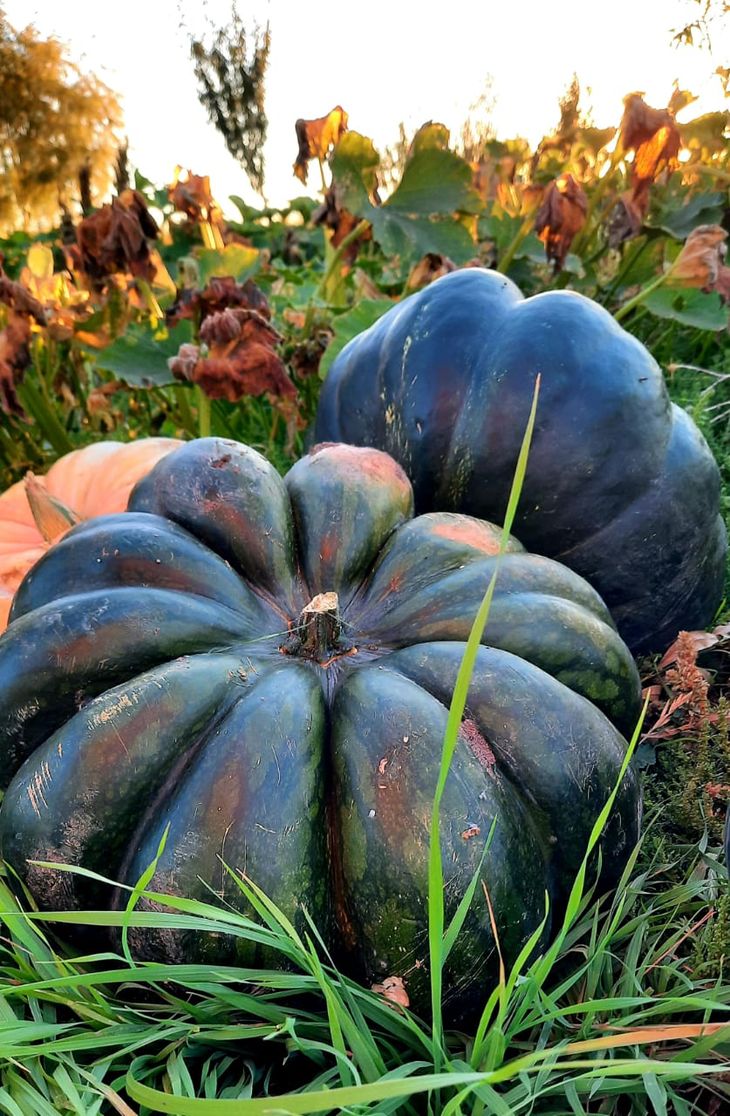 Los agricultores urbanos que participan del concurso Ciudad Zapallo han finalizado la cosecha. Foto: Proda. Los agricultores urbanos que participan del concurso Ciudad Zapallo han finalizado la cosecha. Foto: Proda.