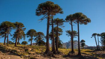 Araucarias sabias: se reproducen más durante las sequías