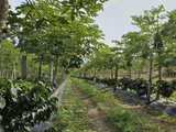 Proyectan la primera cosecha de café para el 2027. Proyectan la primera cosecha de café para el 2027.