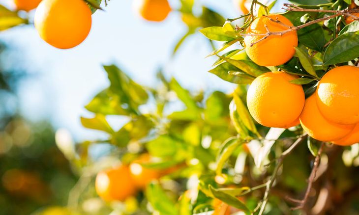 El aumento en la cosecha contrasta con problemas estructurales que siguen afectando al cultivo. El aumento en la cosecha contrasta con problemas estructurales que siguen afectando al cultivo.