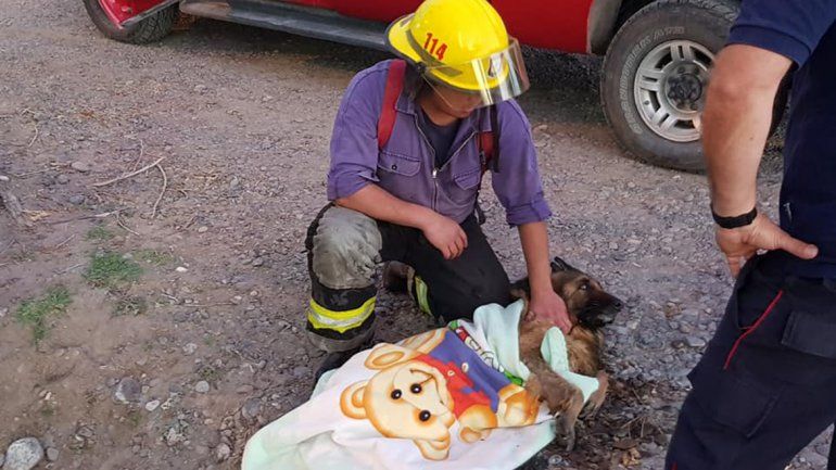 Bomberos de Centenario rescataron a un perro con hipotermia de un desagüe