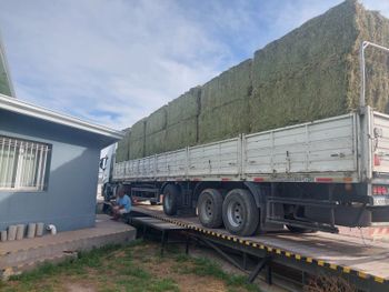 empresa sale a comprar alfalfa en el valle medio para exportar