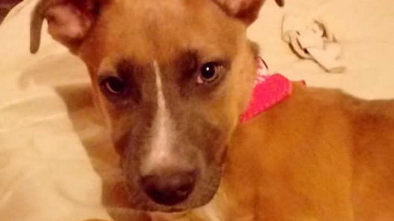 Buscan una perra que fue robada de la puerta de una casa