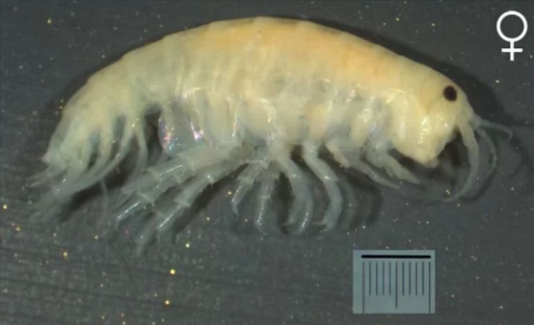 Un Hyalella rioturbiensis hembra. Un Hyalella rioturbiensis hembra.