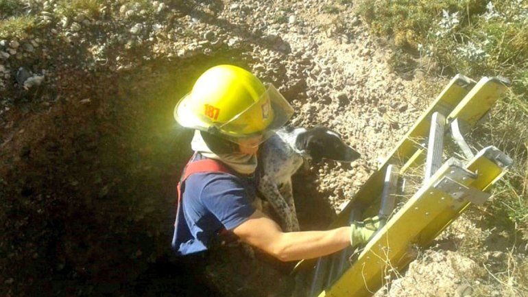 Bomberos siguen al día con rescates de mascotas