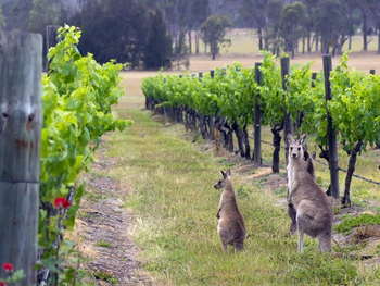 Viñedos australianos en plena cosecha: el auge del 30% en exportaciones refleja la vitalidad de regiones como Barossa, impulsadas por la reapertura china. Viñedos australianos en plena cosecha: el auge del 30% en exportaciones refleja la vitalidad de regiones como Barossa, impulsadas por la reapertura china.