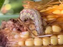 Crecen los reportes de presencia y daños de Helicoverpa zea en maíces con el evento MIR162 (Vip3Aa20), a casi 10 años de su lanzamiento. Foto: Apresid. Crecen los reportes de presencia y daños de Helicoverpa zea en maíces con el evento MIR162 (Vip3Aa20), a casi 10 años de su lanzamiento. Foto: Apresid.