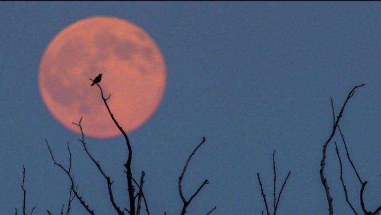 Cómo se podrá ver el segundo eclipse lunar