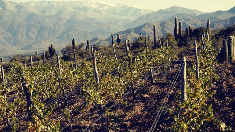 Claves de Terroir para los vinos de altura