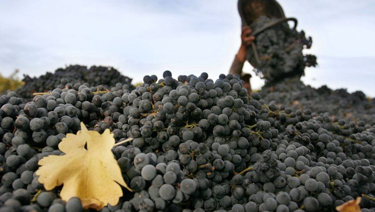 Año para pacientes con recompensa en las copas