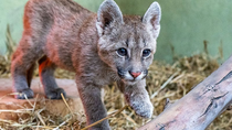 la inedita condena que recibio un joven por matar a un cachorro de puma y filmar la agresion
