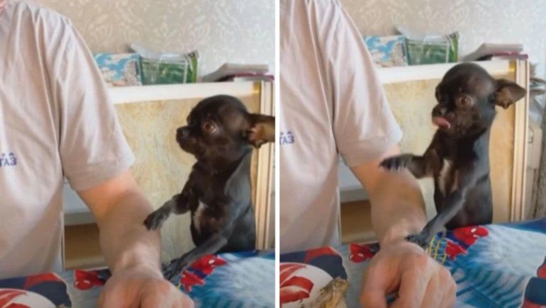 TikTok: perrito conmueve con gesto para pedir comida a su dueño.