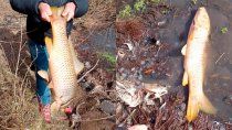 encontraron carpas muertas en las orillas del rio negro