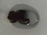 Fue al baño y se encontró con un sapo en el inodoro