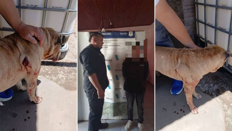 Los ataques contra perros encendieron una reacción inmediata de la comunidad. Los ataques contra perros encendieron una reacción inmediata de la comunidad.