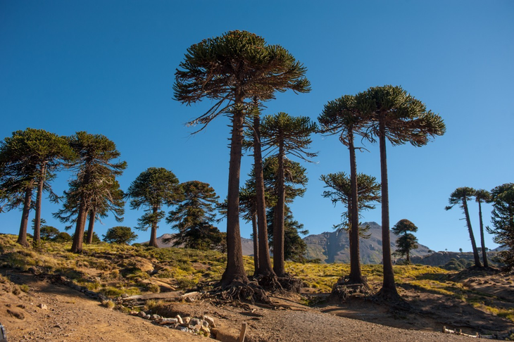 Es fruto del pehuén, árbol milenario y ancestral de Neuquén. Foto: gobierno de Neuquén. Es fruto del pehuén, árbol milenario y ancestral de Neuquén. Foto: gobierno de Neuquén.