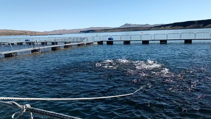 La incertidumbre en Ir&aacute;n podr&iacute;a impactar en insumos clave y generar un nuevo escenario de precios para la industria.