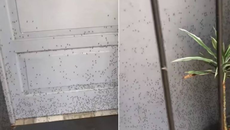 Invasión de mosquitos: el Gobierno Nacional culpó a la gestión anterior