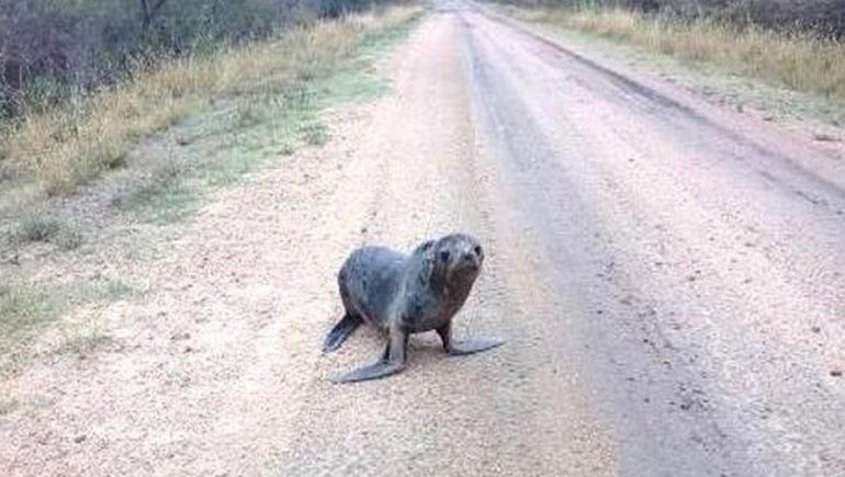 Sorpresa: apareció un lobo marino en Gualeguaychú