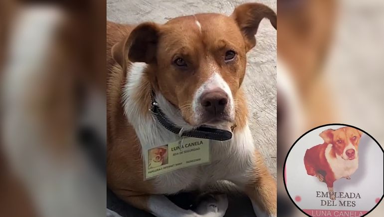 La perrita Luna Canela