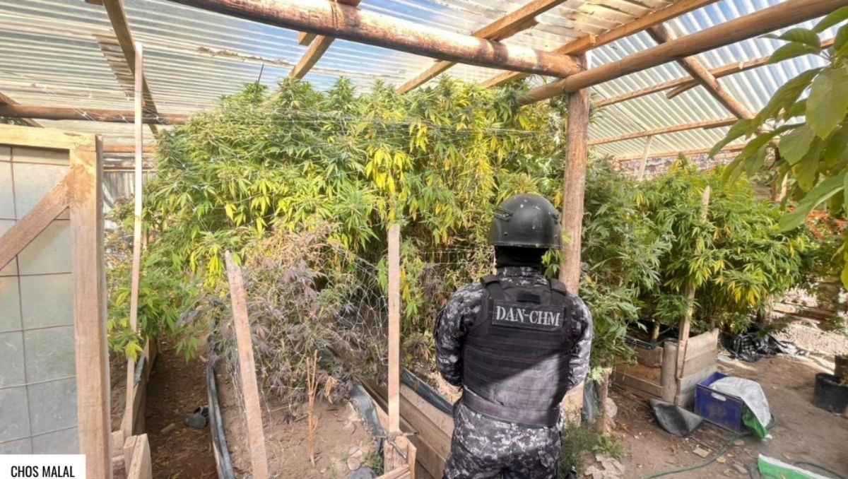 El hallazgo de 34 kilos de marihuana sumó un imputado: es el abogado de la pareja acusada de tener un kiosco narco