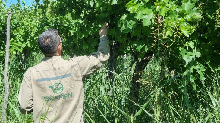 Precisión fitosanitaria: Personal técnico supervisa la colocación de herramientas de control en los oasis productivos, asegurando una cobertura eficaz en las 130.000 hectáreas alcanzadas. Foto: Prensa gobierno de Mendoza Precisión fitosanitaria: Personal técnico supervisa la colocación de herramientas de control en los oasis productivos, asegurando una cobertura eficaz en las 130.000 hectáreas alcanzadas. Foto: Prensa gobierno de Mendoza