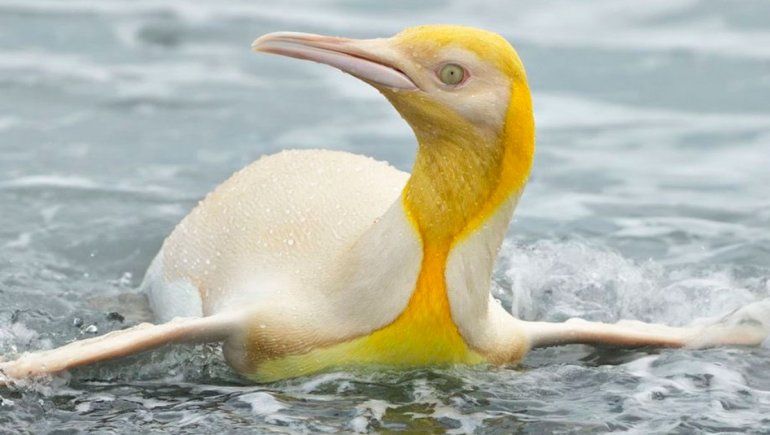 Instagram: captan por primera vez a un pingüino amarillo