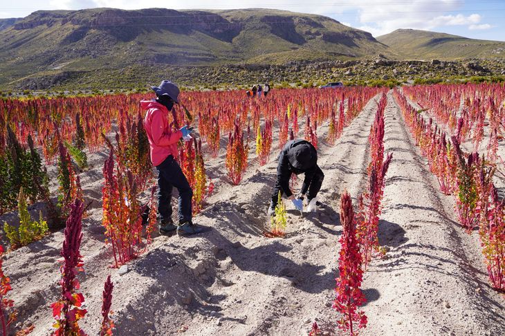 Bolivia ha sido pionero en promover el consumo interno del grano. Bolivia ha sido pionero en promover el consumo interno del grano.