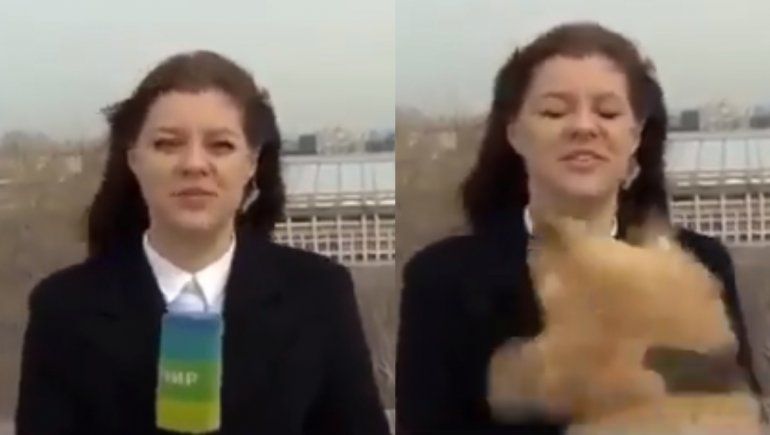 Twitter: un perro le robó el micrófono a una periodista en vivo