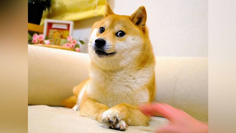 Kabosu