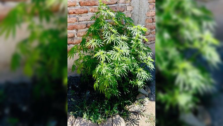 A veces los procedimientos por robos terminan con otras causas.