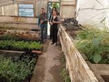 Plantas de lenga, clave para la restauración de bosques.