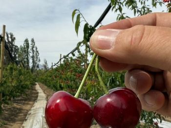 las cerezas chilenas vuelven a brillar: excelentes precios y calidad superior las cerezas chilenas vuelven a brillar: excelentes precios y calidad superior