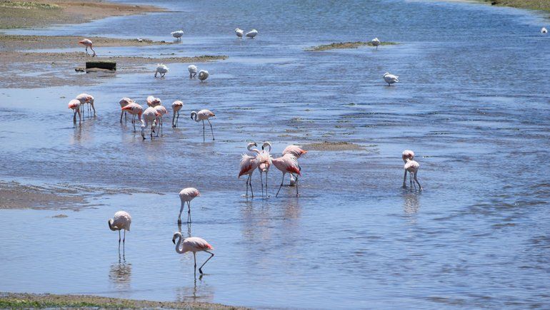 Los flamencos deslumbran en San Antonio Oeste