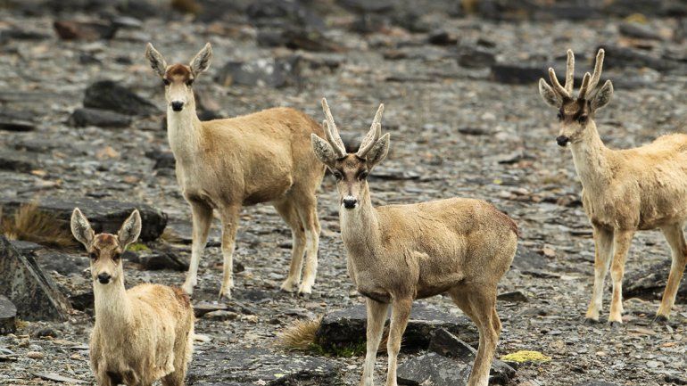 Corre peligro de extinción el animal del billete de $100