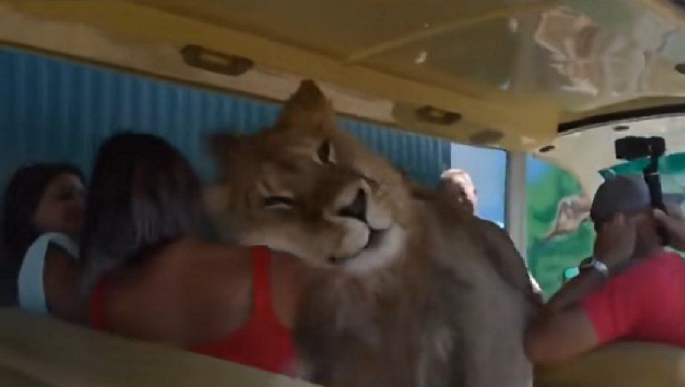 Viral en YouTube: un león en busca de cariño de turistas